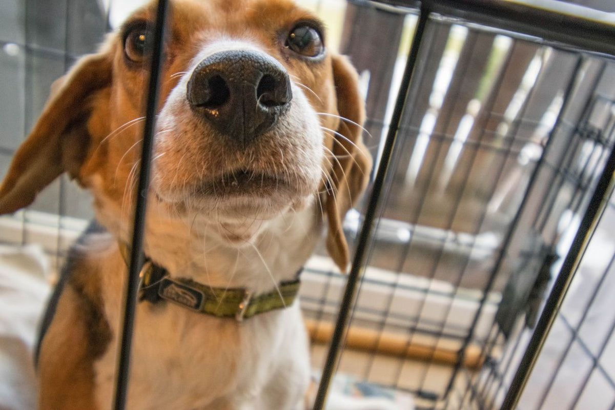 What Size Dog Crate Do I Need? Dog Crate Size Guide