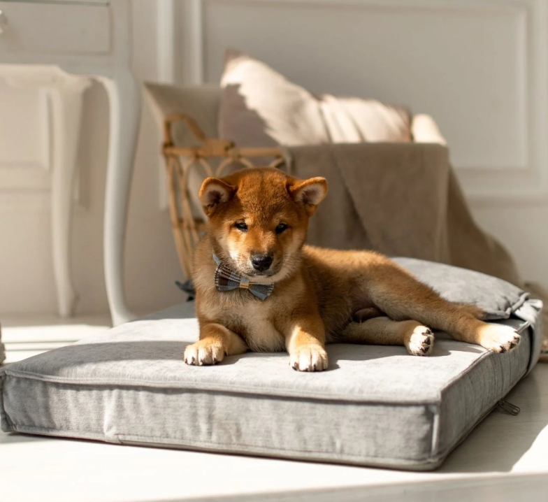 Orthopedic vs Standard Dog Bed: Which Is Best?