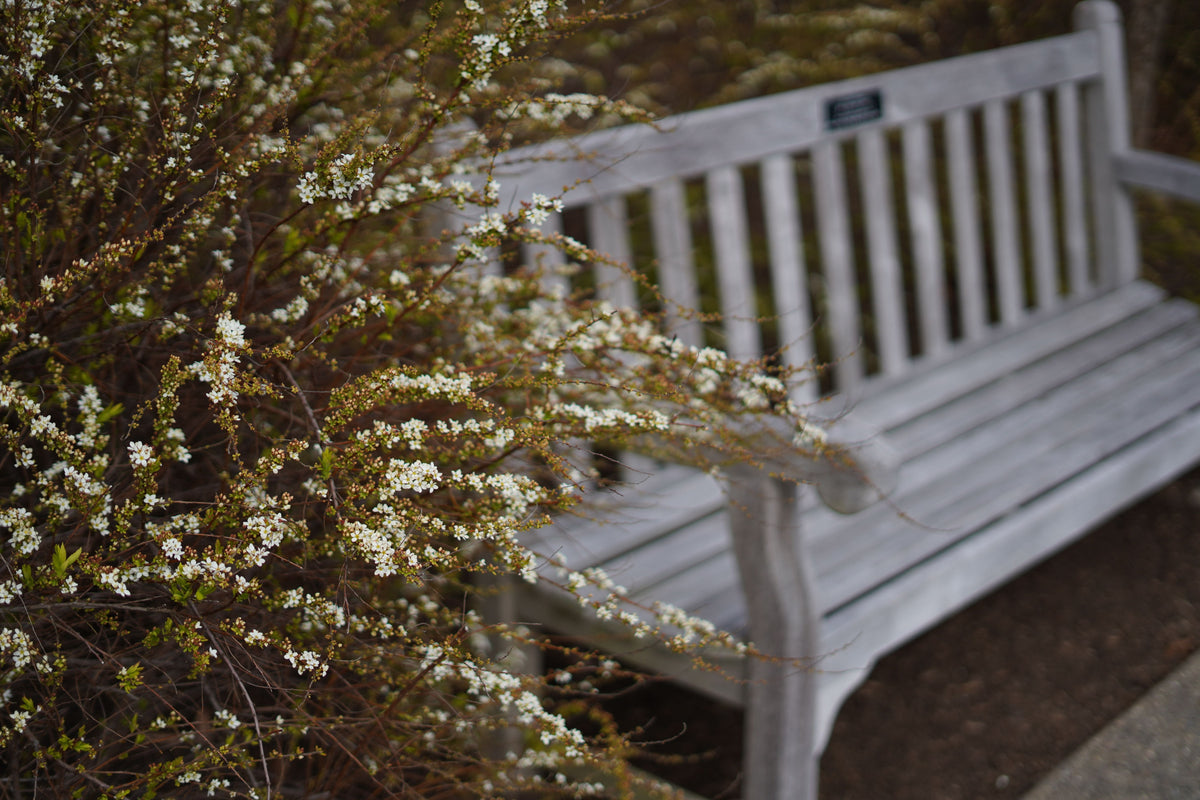 Quiet wooden garden bench beside white blossoms, illustrating a peaceful pet memorial garden space