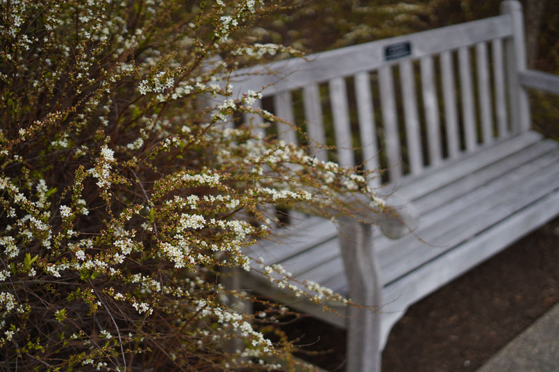 Quiet wooden garden bench beside white blossoms, illustrating a peaceful pet memorial garden space