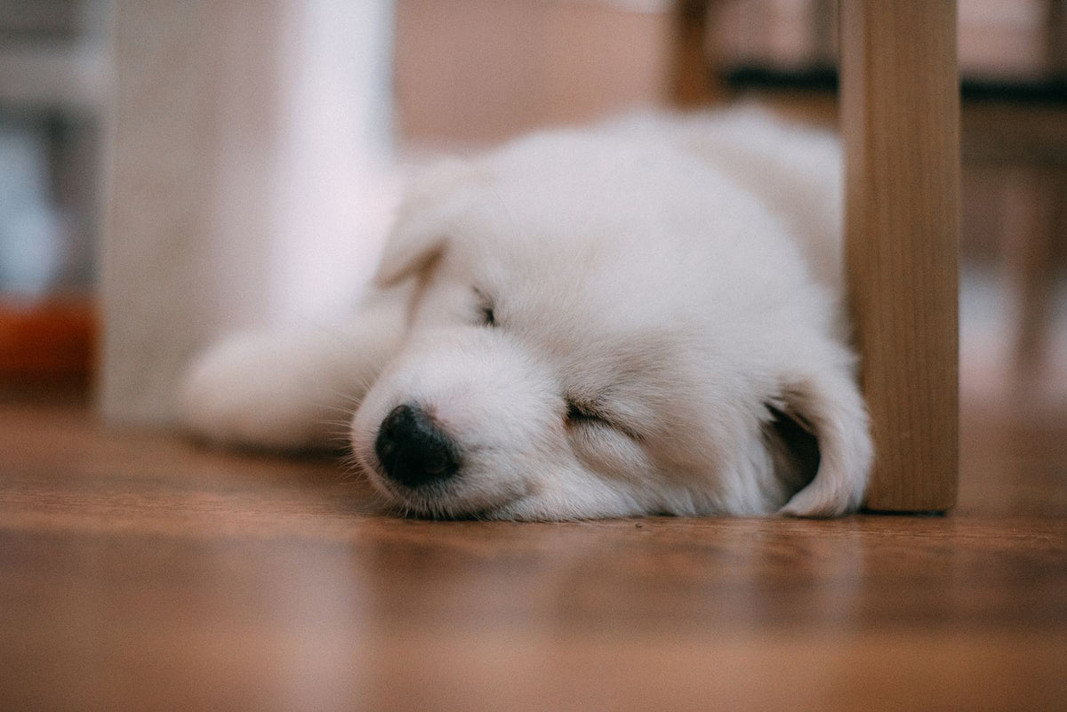 White puppy sleeping beneath a wooden chair on a wood floor