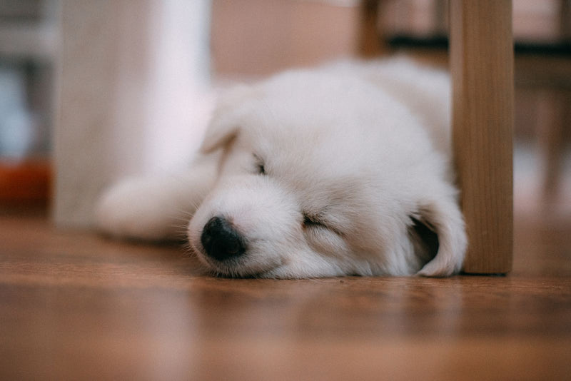 White puppy sleeping beneath a wooden chair on a wood floor