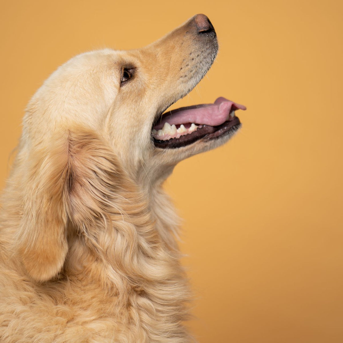 Durable pet gear